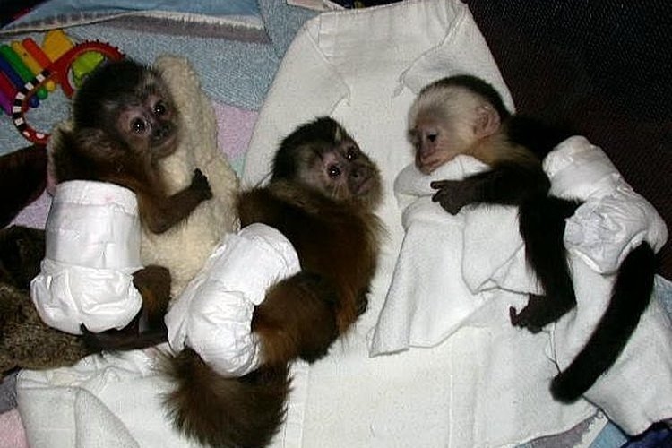 černá a bílá kapucín dítě opice